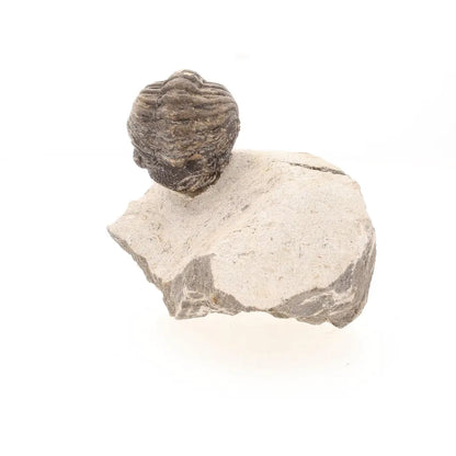 Get your Collectors Morocops Trilobite Fossil – Devonian Fossil from Morocco online now or in store at Forever Gems in Franschhoek, South Africa