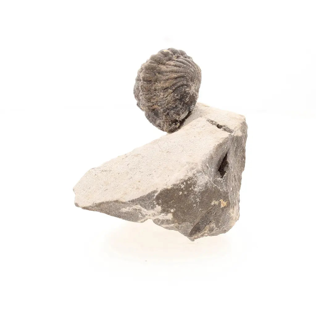 Get your Collectors Morocops Trilobite Fossil – Devonian Fossil from Morocco online now or in store at Forever Gems in Franschhoek, South Africa