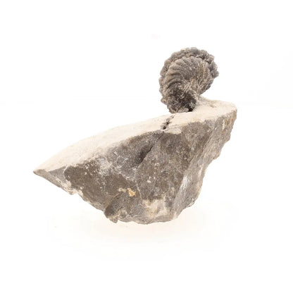 Get your Collectors Morocops Trilobite Fossil – Devonian Fossil from Morocco online now or in store at Forever Gems in Franschhoek, South Africa