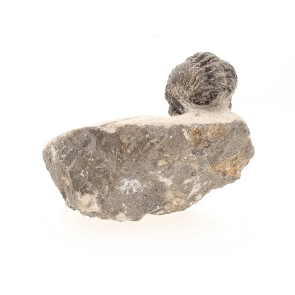 Get your Collectors Morocops Trilobite Fossil – Devonian Fossil from Morocco online now or in store at Forever Gems in Franschhoek, South Africa