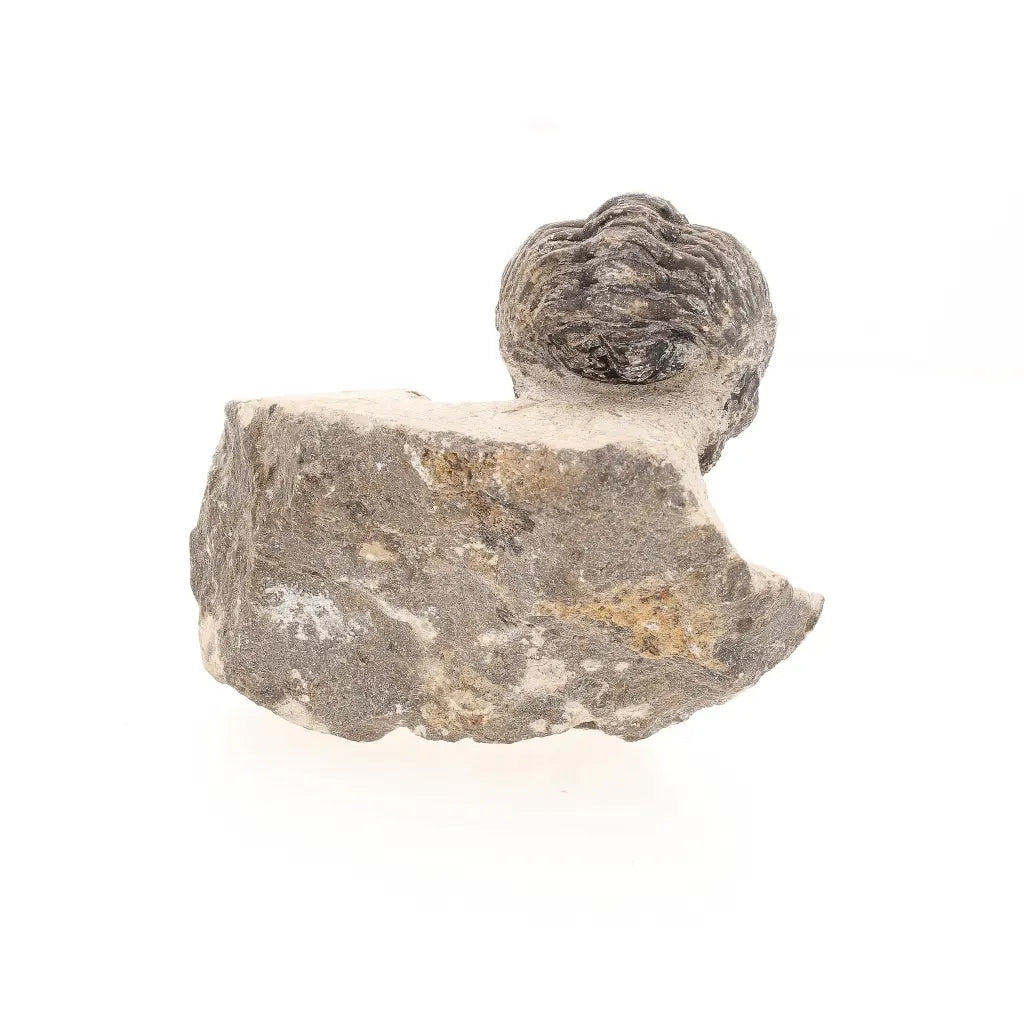 Get your Collectors Morocops Trilobite Fossil – Devonian Fossil from Morocco online now or in store at Forever Gems in Franschhoek, South Africa