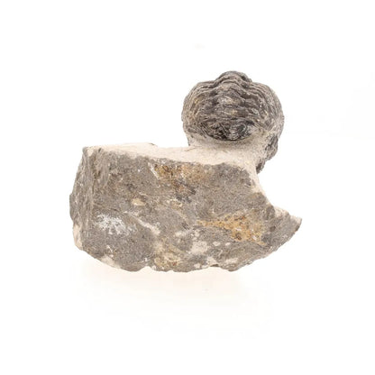 Get your Collectors Morocops Trilobite Fossil – Devonian Fossil from Morocco online now or in store at Forever Gems in Franschhoek, South Africa