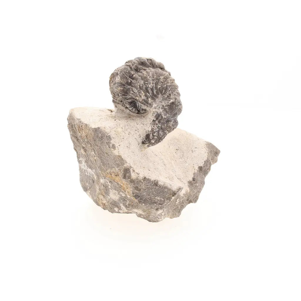 Get your Collectors Morocops Trilobite Fossil – Devonian Fossil from Morocco online now or in store at Forever Gems in Franschhoek, South Africa