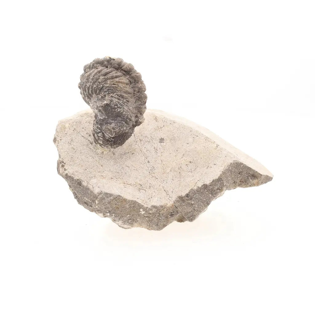 Get your Collectors Morocops Trilobite Fossil – Devonian Fossil from Morocco online now or in store at Forever Gems in Franschhoek, South Africa