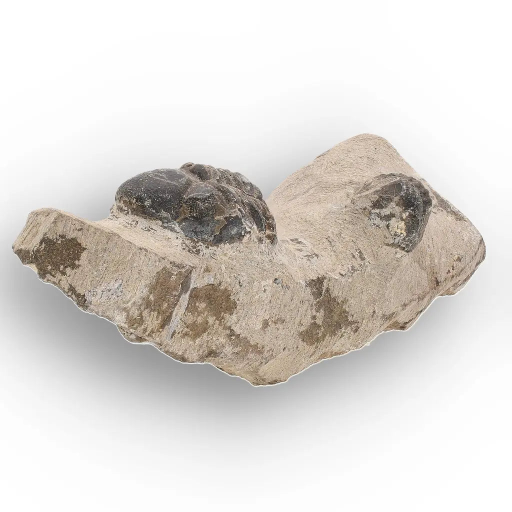 Get your Morocops Trilobite Fossil with Two Trilobites on Matrix online now or in store at Forever Gems in Franschhoek, South Africa