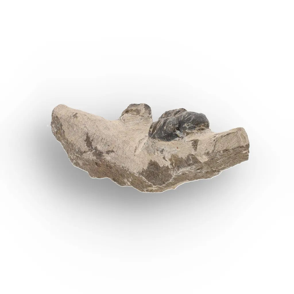 Get your Morocops Trilobite Fossil with Two Trilobites on Matrix online now or in store at Forever Gems in Franschhoek, South Africa