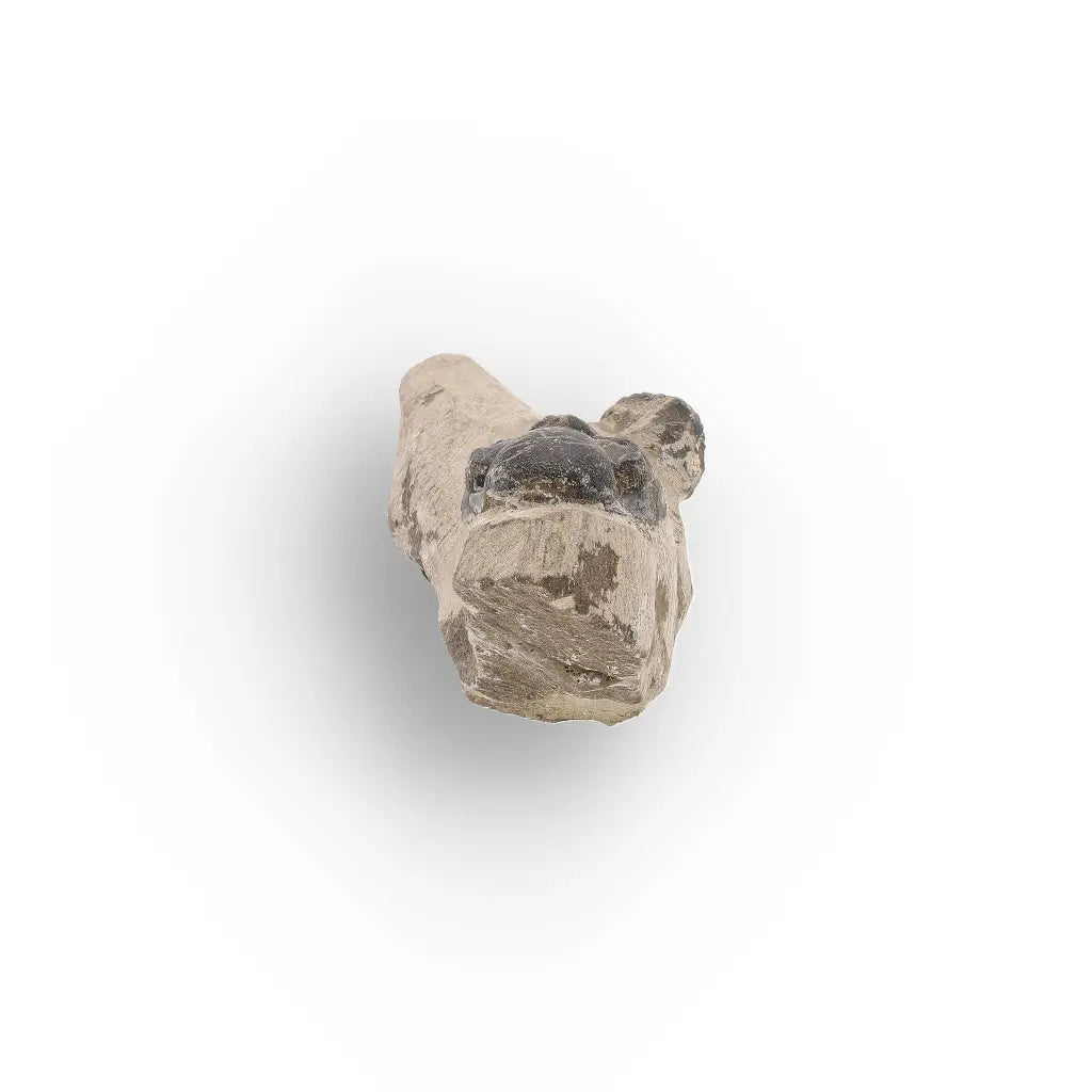 Get your Morocops Trilobite Fossil with Two Trilobites on Matrix online now or in store at Forever Gems in Franschhoek, South Africa