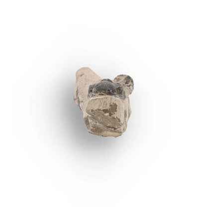 Get your Morocops Trilobite Fossil with Two Trilobites on Matrix online now or in store at Forever Gems in Franschhoek, South Africa