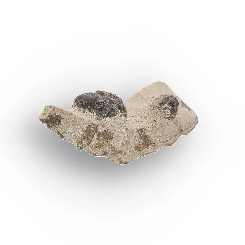 Get your Morocops Trilobite Fossil with Two Trilobites on Matrix online now or in store at Forever Gems in Franschhoek, South Africa