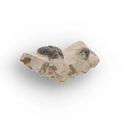 Get your Morocops Trilobite Fossil with Two Trilobites on Matrix online now or in store at Forever Gems in Franschhoek, South Africa