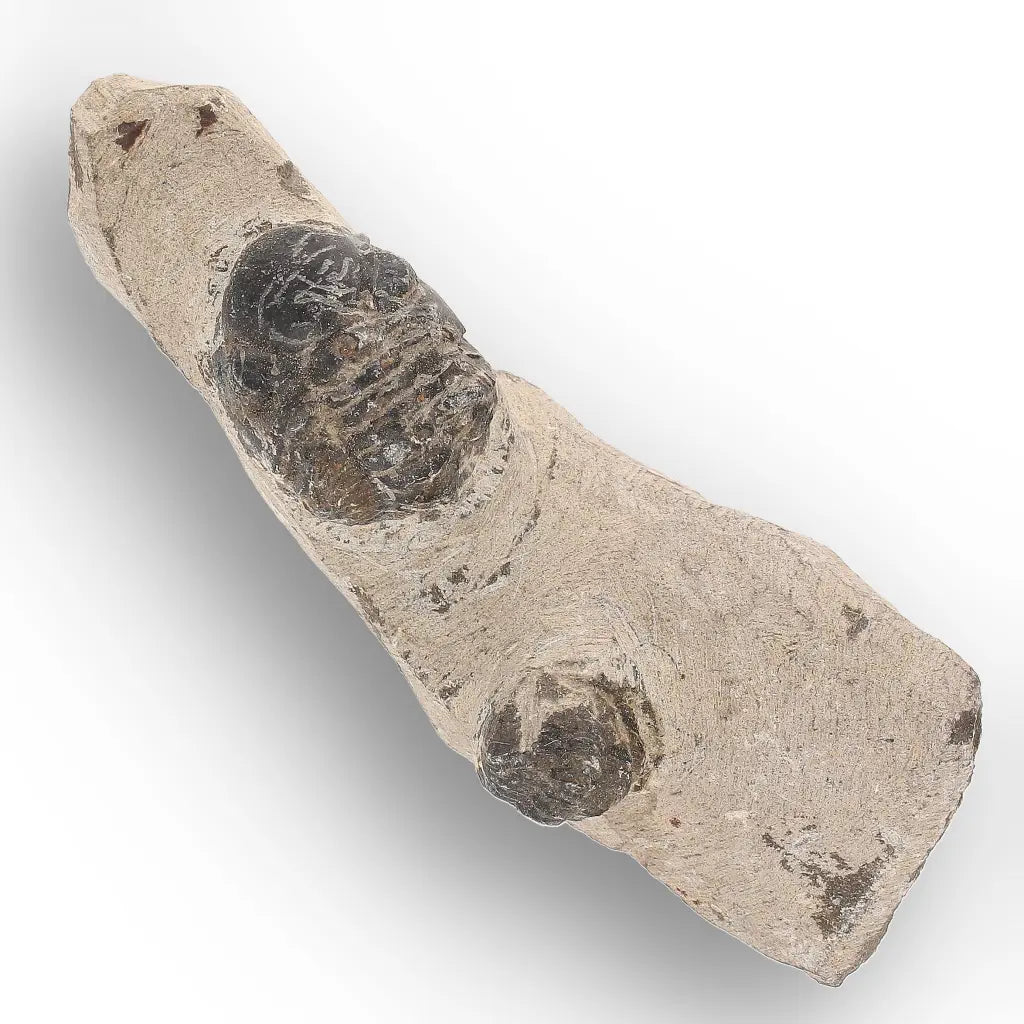 Get your Morocops Trilobite Fossil with Two Trilobites on Matrix online now or in store at Forever Gems in Franschhoek, South Africa