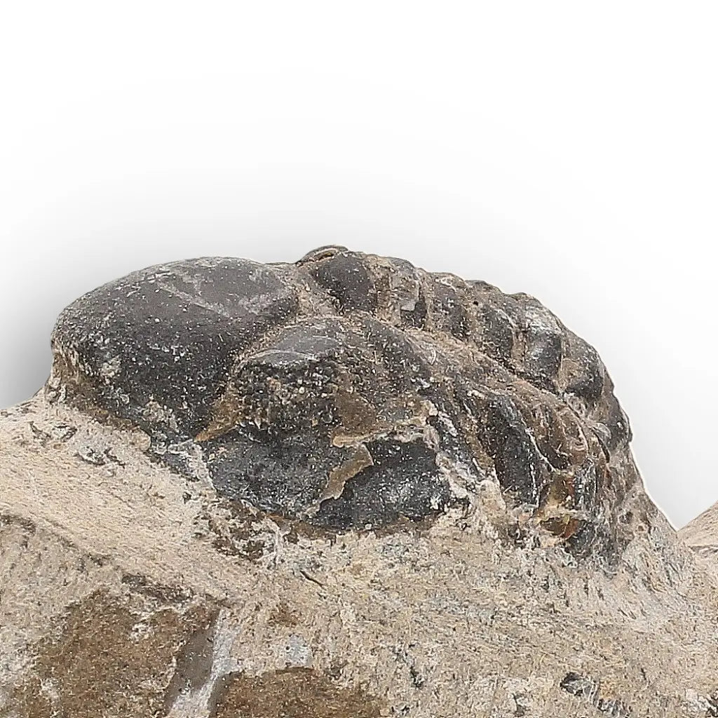 Get your Morocops Trilobite Fossil with Two Trilobites on Matrix online now or in store at Forever Gems in Franschhoek, South Africa
