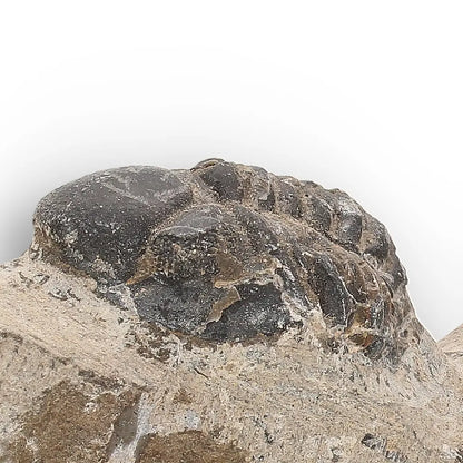 Get your Morocops Trilobite Fossil with Two Trilobites on Matrix online now or in store at Forever Gems in Franschhoek, South Africa