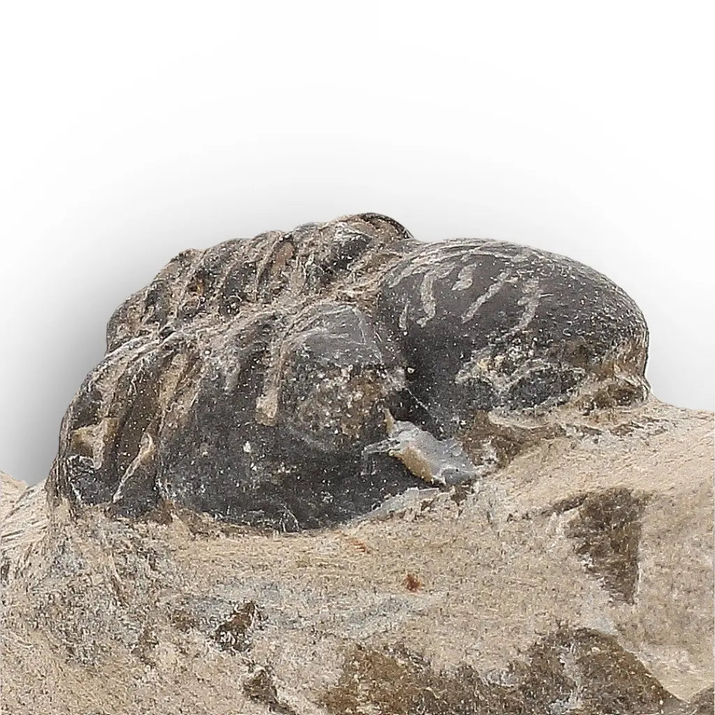 Get your Morocops Trilobite Fossil with Two Trilobites on Matrix online now or in store at Forever Gems in Franschhoek, South Africa