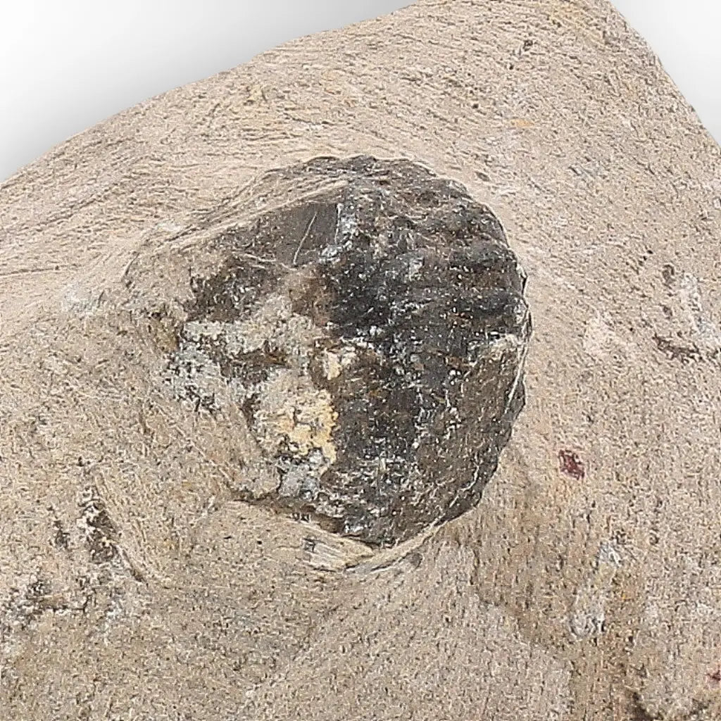 Get your Morocops Trilobite Fossil with Two Trilobites on Matrix online now or in store at Forever Gems in Franschhoek, South Africa