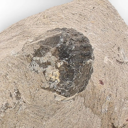 Get your Morocops Trilobite Fossil with Two Trilobites on Matrix online now or in store at Forever Gems in Franschhoek, South Africa