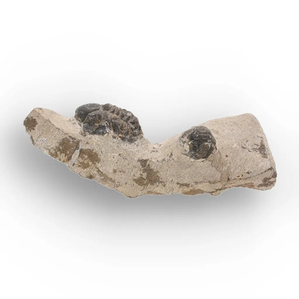 Get your Morocops Trilobite Fossil with Two Trilobites on Matrix online now or in store at Forever Gems in Franschhoek, South Africa