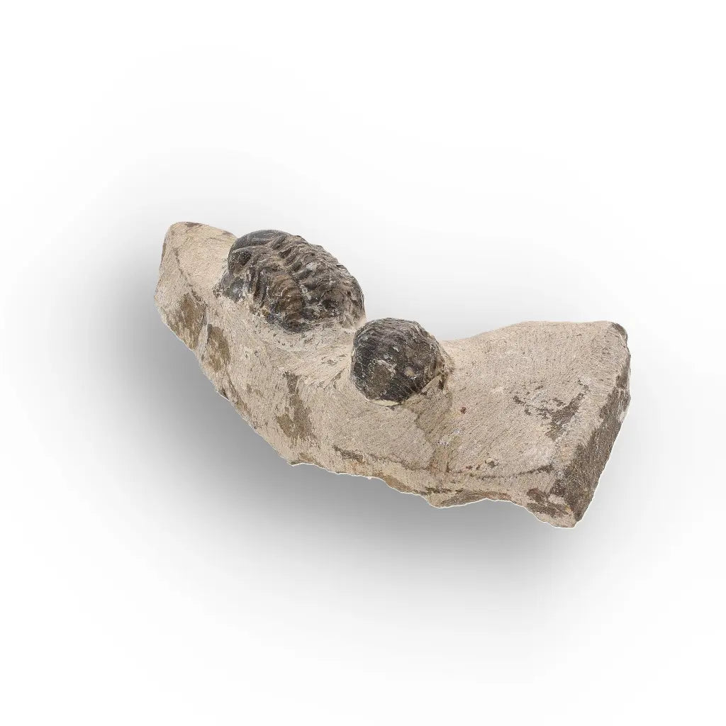 Get your Morocops Trilobite Fossil with Two Trilobites on Matrix online now or in store at Forever Gems in Franschhoek, South Africa