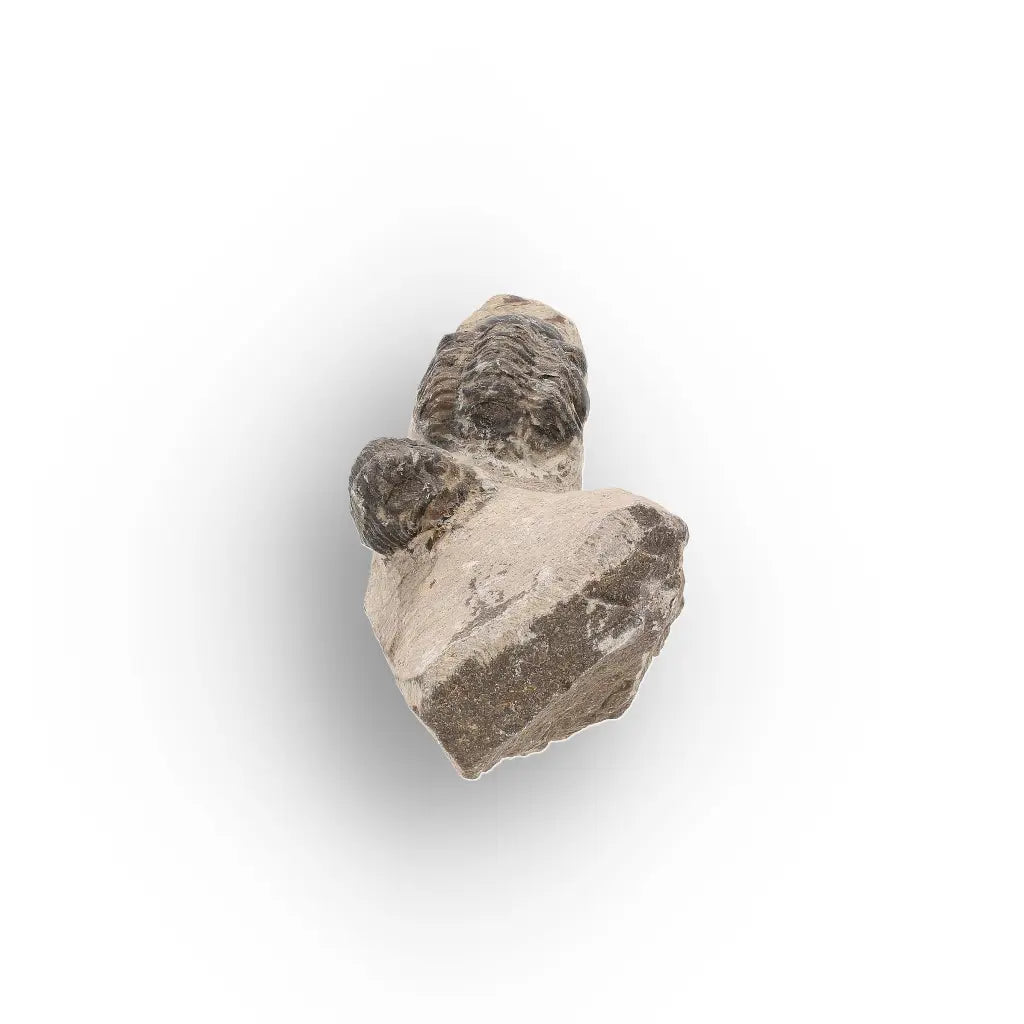 Get your Morocops Trilobite Fossil with Two Trilobites on Matrix online now or in store at Forever Gems in Franschhoek, South Africa