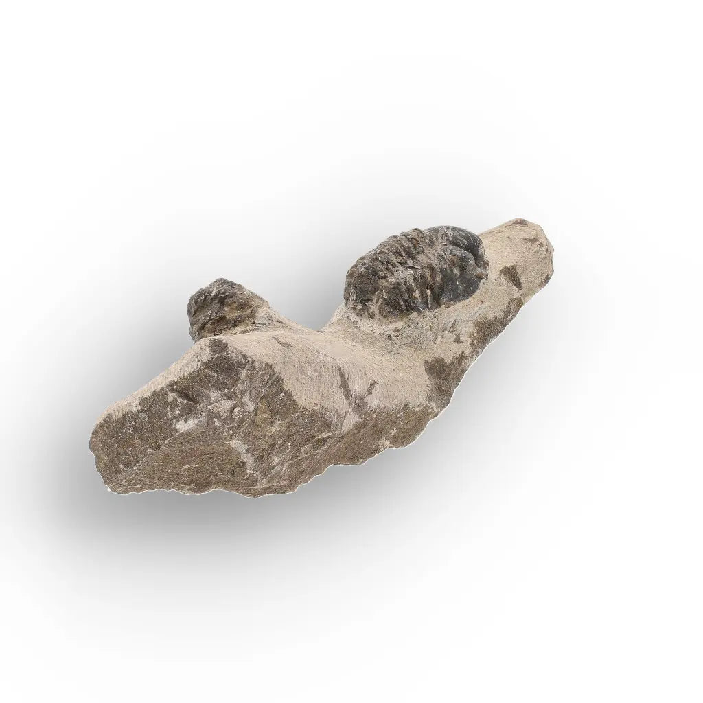 Get your Morocops Trilobite Fossil with Two Trilobites on Matrix online now or in store at Forever Gems in Franschhoek, South Africa
