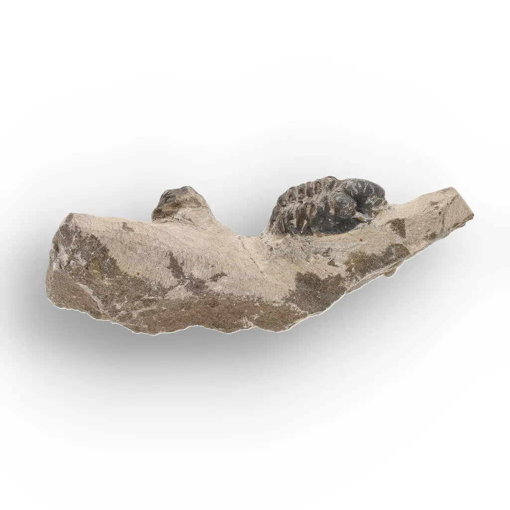 Get your Morocops Trilobite Fossil with Two Trilobites on Matrix online now or in store at Forever Gems in Franschhoek, South Africa