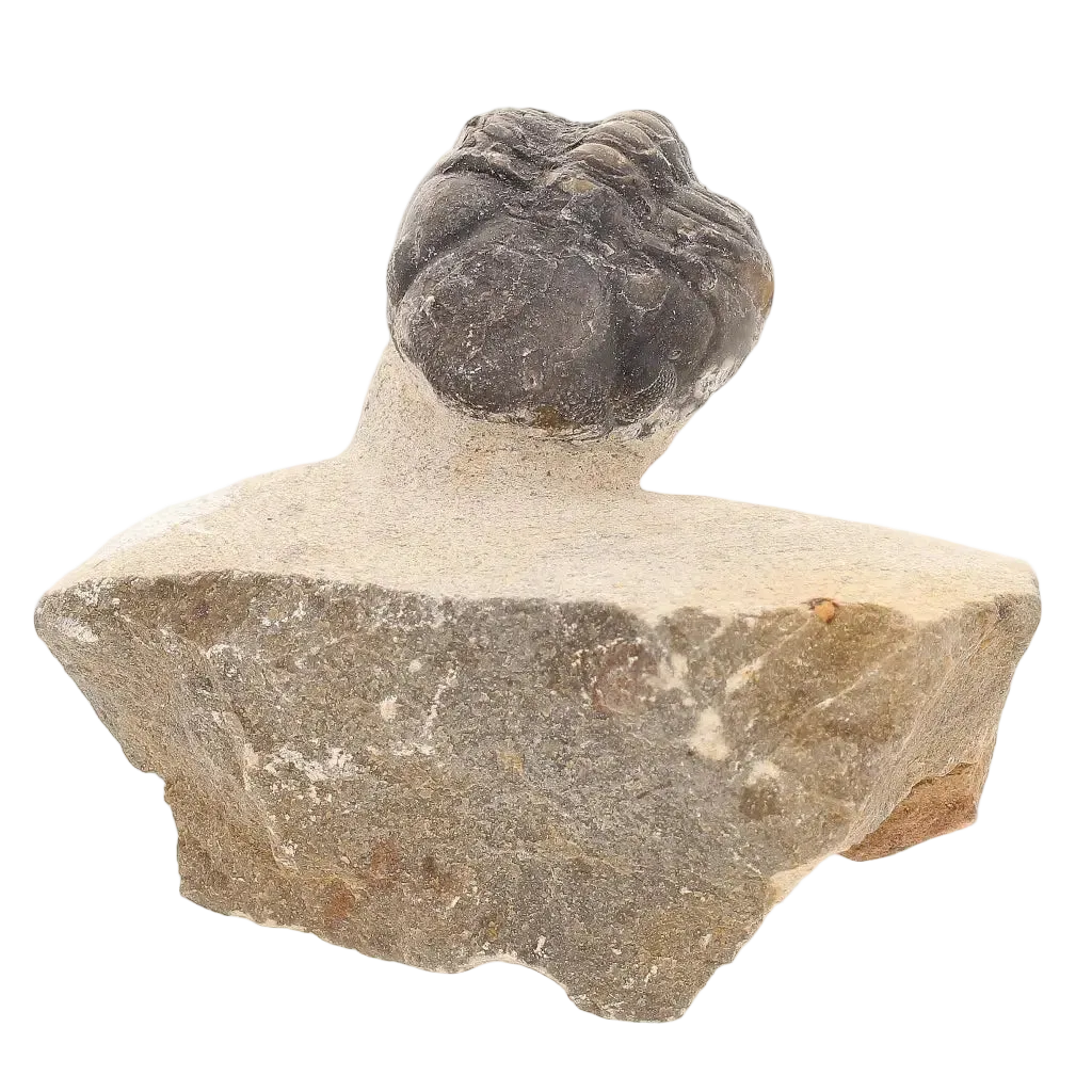 Get your Natural Morocops Trilobite Fossil – Genuine Devonian Trilobite from Morocco online now or in store at Forever Gems in Franschhoek, South Africa