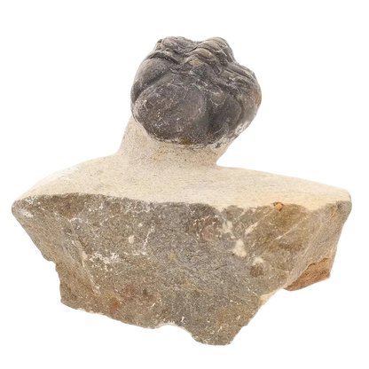 Get your Natural Morocops Trilobite Fossil – Genuine Devonian Trilobite from Morocco online now or in store at Forever Gems in Franschhoek, South Africa