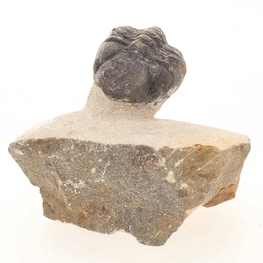 Get your Natural Morocops Trilobite Fossil – Genuine Devonian Trilobite from Morocco online now or in store at Forever Gems in Franschhoek, South Africa