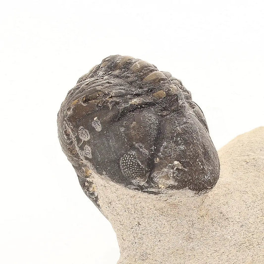Get your Natural Morocops Trilobite Fossil – Genuine Devonian Trilobite from Morocco online now or in store at Forever Gems in Franschhoek, South Africa