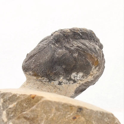 Get your Natural Morocops Trilobite Fossil – Genuine Devonian Trilobite from Morocco online now or in store at Forever Gems in Franschhoek, South Africa
