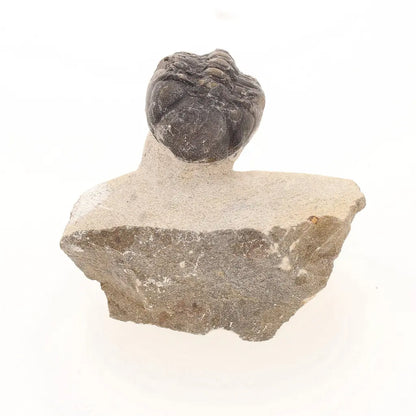 Get your Natural Morocops Trilobite Fossil – Genuine Devonian Trilobite from Morocco online now or in store at Forever Gems in Franschhoek, South Africa