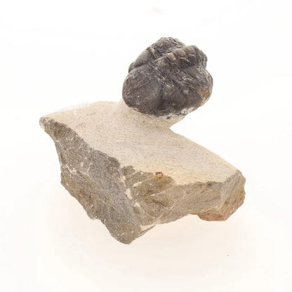 Get your Natural Morocops Trilobite Fossil – Genuine Devonian Trilobite from Morocco online now or in store at Forever Gems in Franschhoek, South Africa