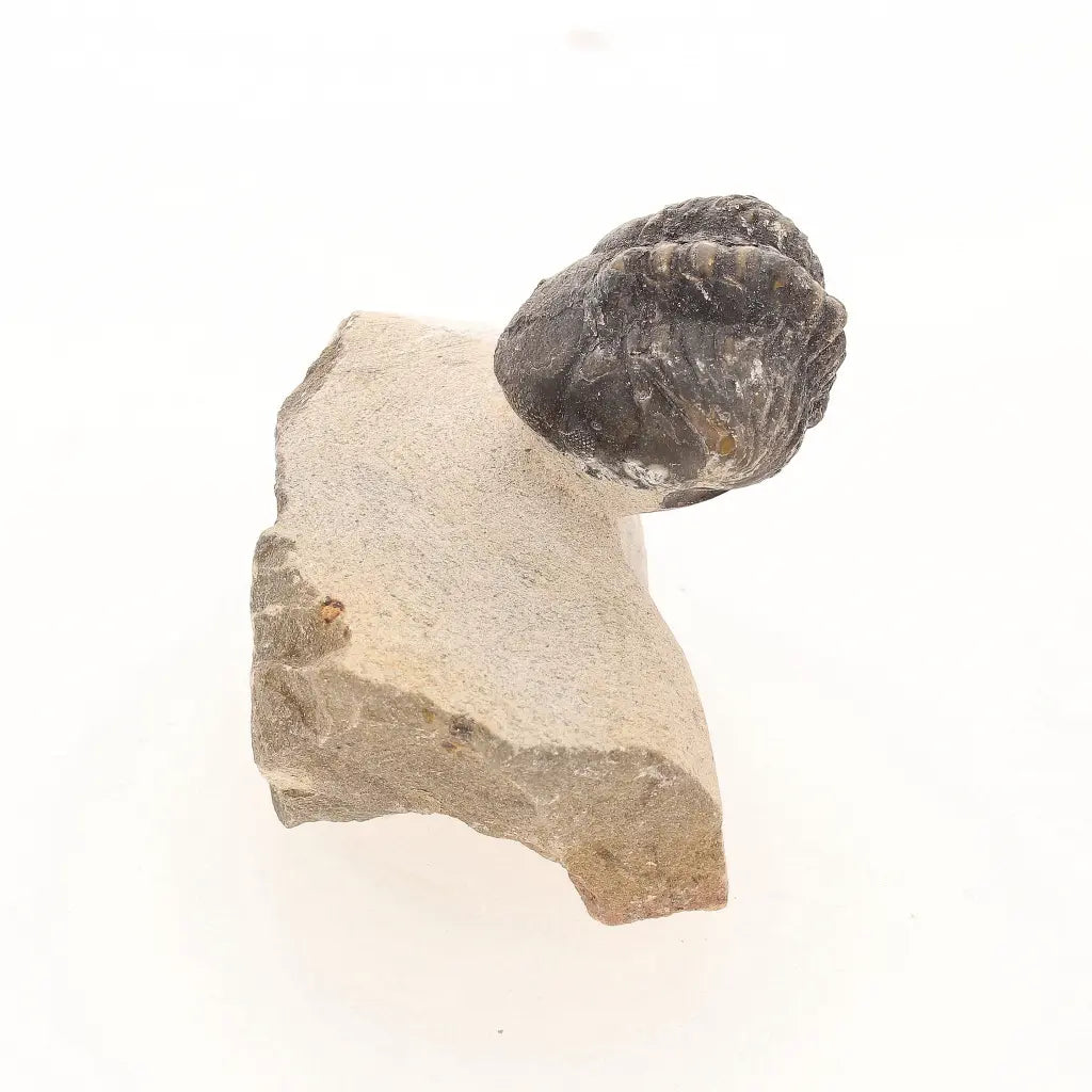 Get your Natural Morocops Trilobite Fossil – Genuine Devonian Trilobite from Morocco online now or in store at Forever Gems in Franschhoek, South Africa