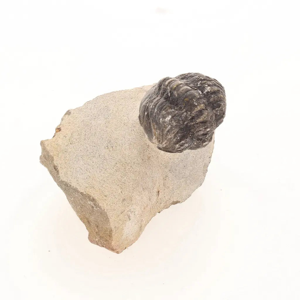 Get your Natural Morocops Trilobite Fossil – Genuine Devonian Trilobite from Morocco online now or in store at Forever Gems in Franschhoek, South Africa
