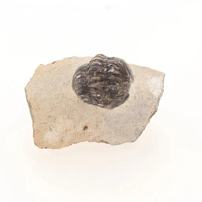 Get your Natural Morocops Trilobite Fossil – Genuine Devonian Trilobite from Morocco online now or in store at Forever Gems in Franschhoek, South Africa