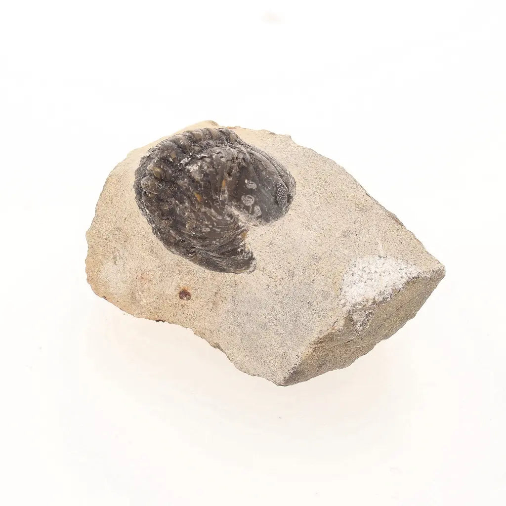 Get your Natural Morocops Trilobite Fossil – Genuine Devonian Trilobite from Morocco online now or in store at Forever Gems in Franschhoek, South Africa