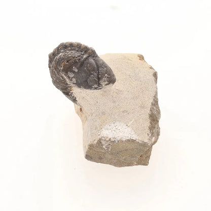 Get your Natural Morocops Trilobite Fossil – Genuine Devonian Trilobite from Morocco online now or in store at Forever Gems in Franschhoek, South Africa