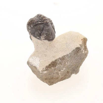 Get your Natural Morocops Trilobite Fossil – Genuine Devonian Trilobite from Morocco online now or in store at Forever Gems in Franschhoek, South Africa