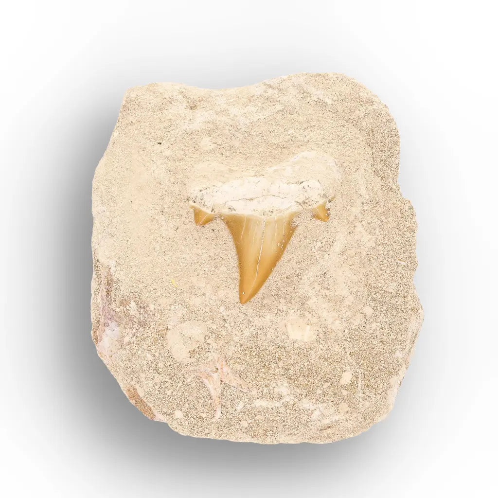 Get your Prehistoric Otodus Obliquus Shark Tooth on Matrix online now or in store at Forever Gems in Franschhoek, South Africa