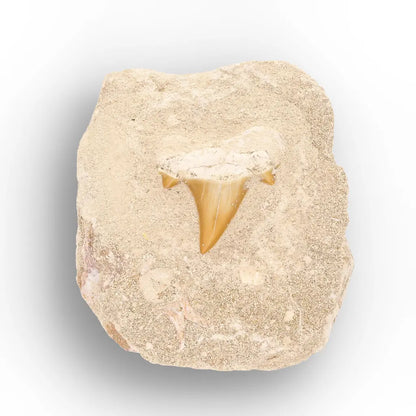 Get your Prehistoric Otodus Obliquus Shark Tooth on Matrix online now or in store at Forever Gems in Franschhoek, South Africa
