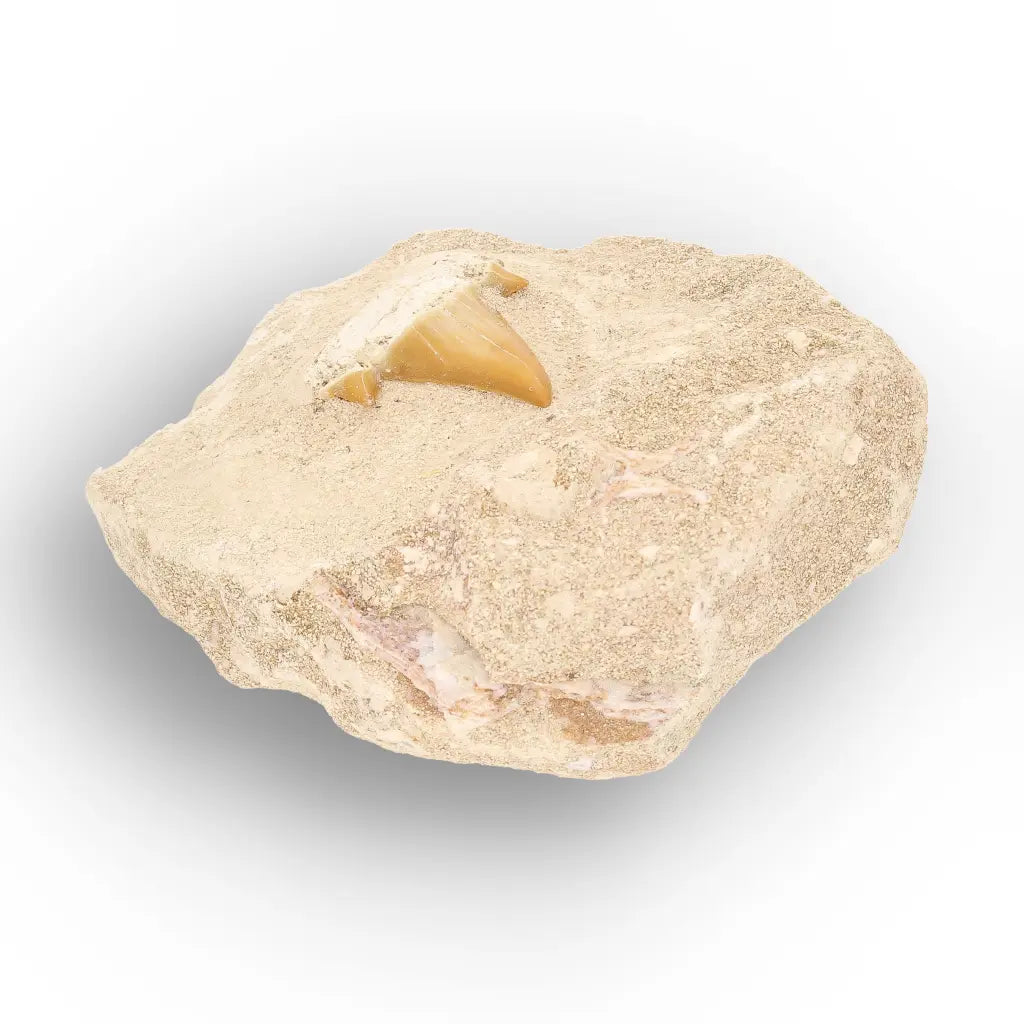 Get your Prehistoric Otodus Obliquus Shark Tooth on Matrix online now or in store at Forever Gems in Franschhoek, South Africa