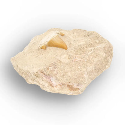 Get your Prehistoric Otodus Obliquus Shark Tooth on Matrix online now or in store at Forever Gems in Franschhoek, South Africa