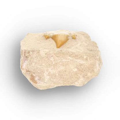 Get your Prehistoric Otodus Obliquus Shark Tooth on Matrix online now or in store at Forever Gems in Franschhoek, South Africa