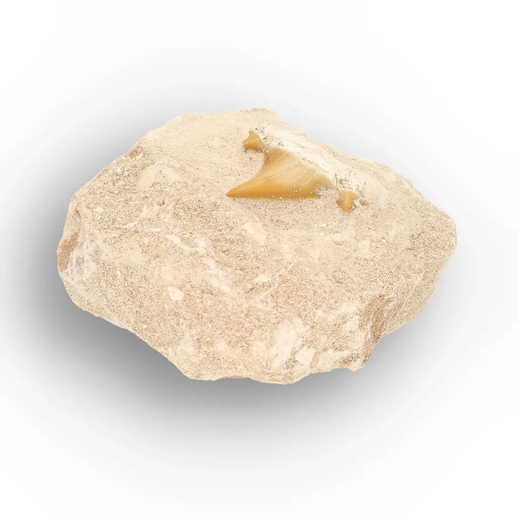 Get your Prehistoric Otodus Obliquus Shark Tooth on Matrix online now or in store at Forever Gems in Franschhoek, South Africa