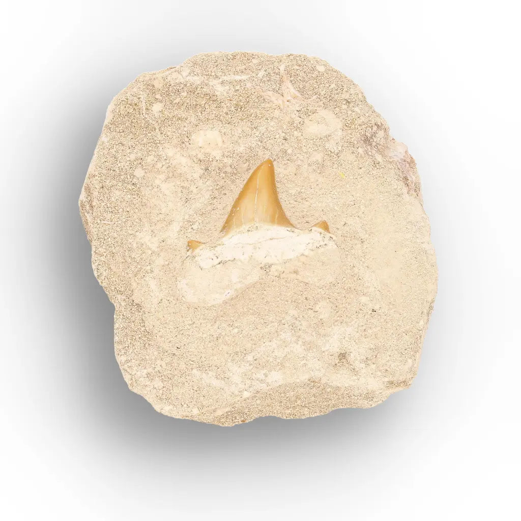 Get your Prehistoric Otodus Obliquus Shark Tooth on Matrix online now or in store at Forever Gems in Franschhoek, South Africa