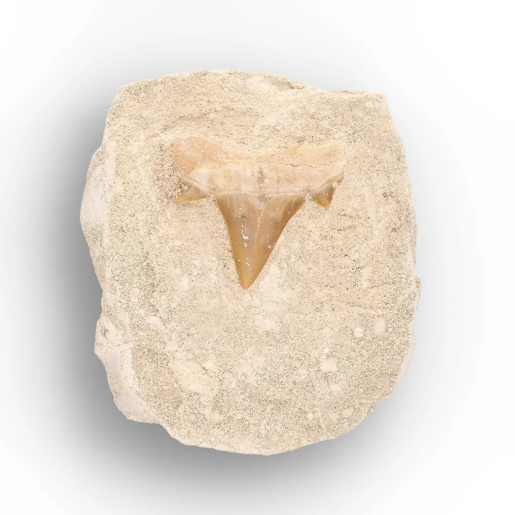 Get your Otodus Obliquus Shark Tooth Fossil Display online now or in store at Forever Gems in Franschhoek, South Africa