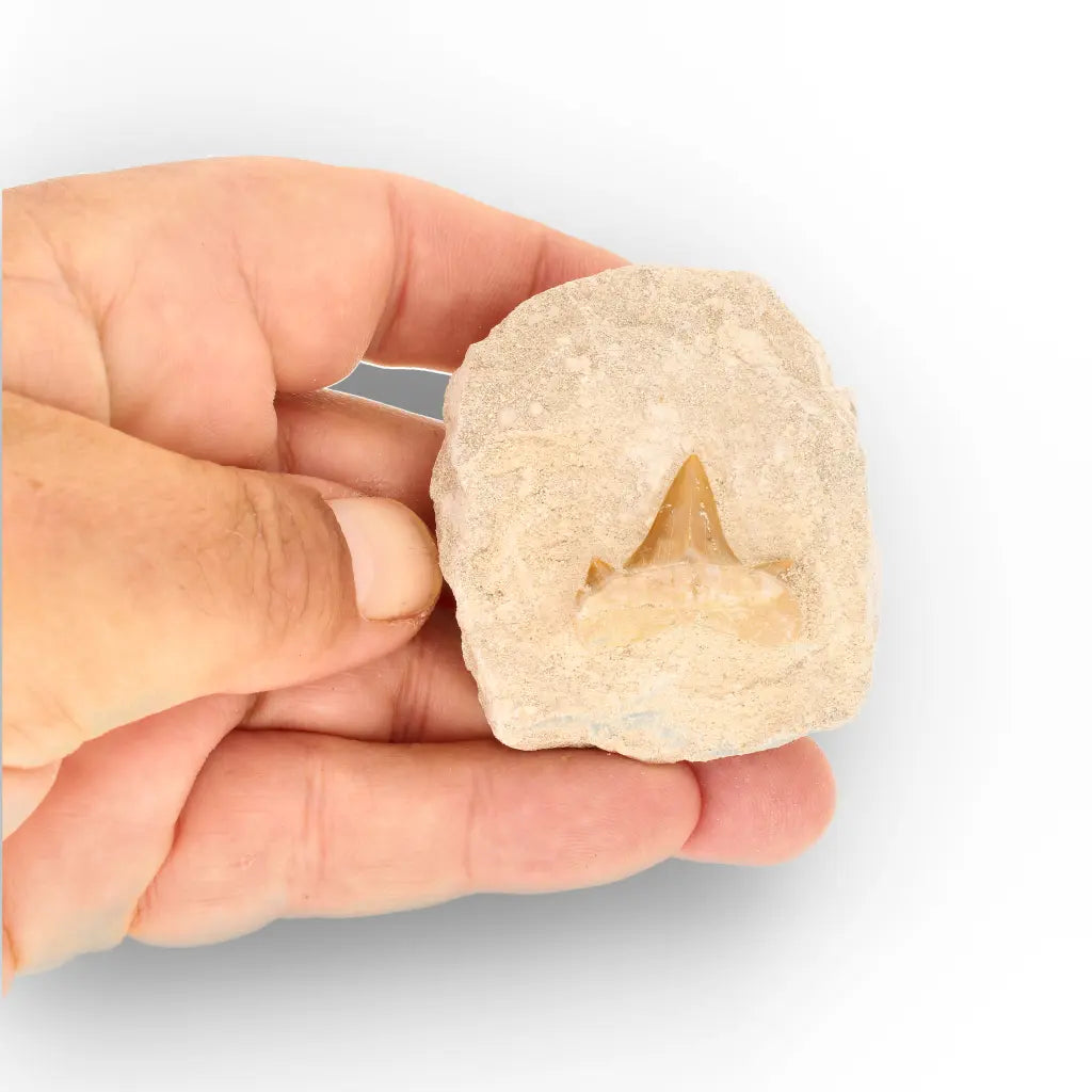 Get your Otodus Obliquus Shark Tooth Fossil Display online now or in store at Forever Gems in Franschhoek, South Africa