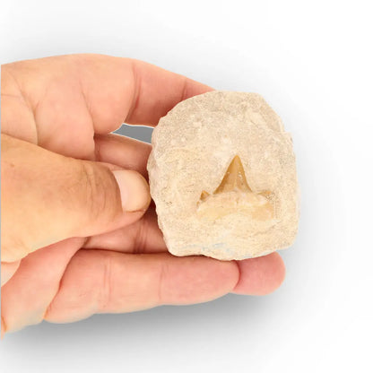 Get your Otodus Obliquus Shark Tooth Fossil Display online now or in store at Forever Gems in Franschhoek, South Africa