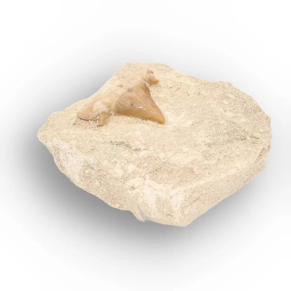 Get your Otodus Obliquus Shark Tooth Fossil Display online now or in store at Forever Gems in Franschhoek, South Africa