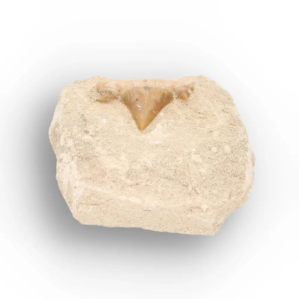 Get your Otodus Obliquus Shark Tooth Fossil Display online now or in store at Forever Gems in Franschhoek, South Africa